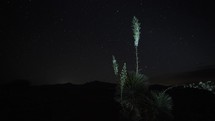 Timelapse of stars beyond a desert yucca plant