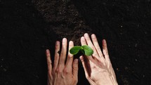 Hands planting a green seedling in soil.