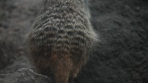 Detailed close-up shot tracking a meerkat (Suricata) clambering up a rock