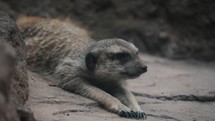 Close shot on front of meerkat lying stretched out on sand, looking around