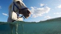 White Horse Standing In The Sea