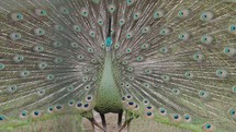 Endangered Male Green Peafowl Peacock Pavo muticus in Display - The Tropical Forests of Southeast Asia