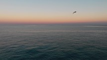 seagull flies over the ocean at sunset