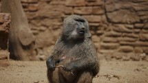 A Baboon Sitting And Eating Leaves - close up	