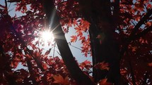 sunburst through branches of an autumn tree 