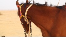 A horse in a rope harness standing in the desert.