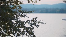 leaves blowing on a branch overlooking a lake 