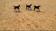 Goats walking in a desert.