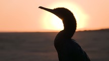 shore bird silhouette 