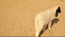 A goat walking and running over barren ground.