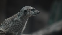 Meerkat with curious face looking around; close-up shallow focus shot