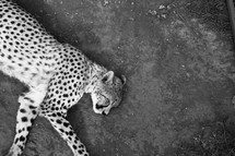 Sleeping cheeta 