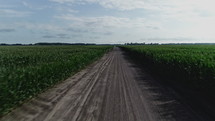 gravel road and corn fields 