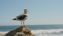 seagull at malibu beach