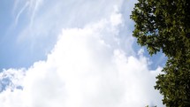 Clouds rolling by above the trees