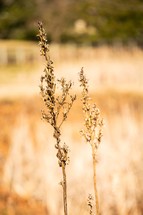 brown grasses in a field 