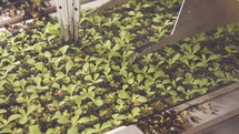 Automatic planting of young seedlings using a robot in an industrial nursery