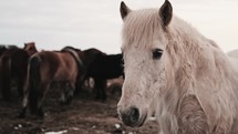 Iceland Pony