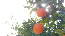 orange tree in sunlight 
