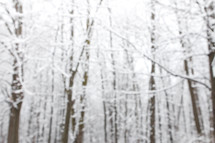 out of focus winter trees 