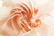 peach flower petals closeup 