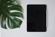 palm frond and tablet 