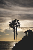 silhouette of a palm tree at sunset 