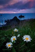 daisies on a hillside along a shore at sunset 