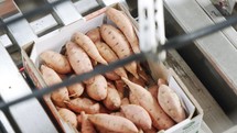 Automatic robot packing sweet potatoes from a conveyor belt to a box in a sorting facility