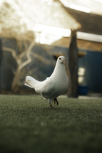 White dove walking on grass, cute bird feet