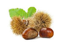 Chestnuts and chestnut bur isolated on white background