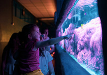 child at an aquarium watching fish 