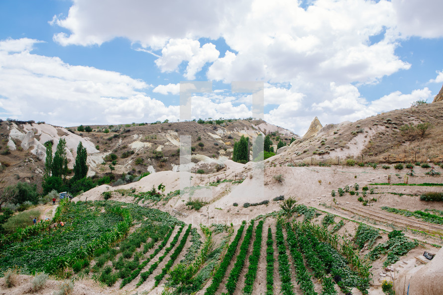 rows of crops in Cappadocia 