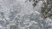 Heavy snowfall in a forest in northern Israel, slow motion of snow flakes