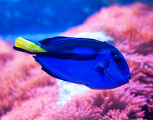 blue tang surgeonfish, popular tropical aquarium pet,