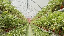 Rows of strawberries growing on detached substrates inside a large greenhouse