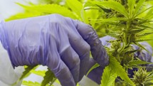 Slow motion of worker hands in a medical Cannabis growing facility