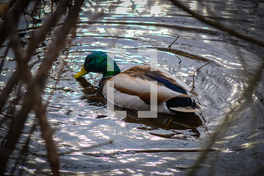 mallard duck on water 