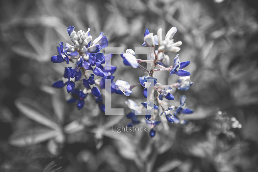 bluebonnet flowers 