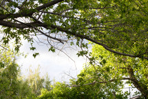 branches and leaves create blue sky frame