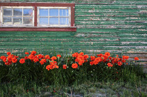 poppies and rustic wall