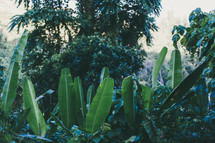 broad leaves reaching for sunlight in a jungle 