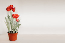 potted tulips 