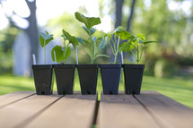 seedlings in pots on a deck 