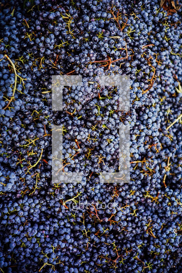 grapes background 