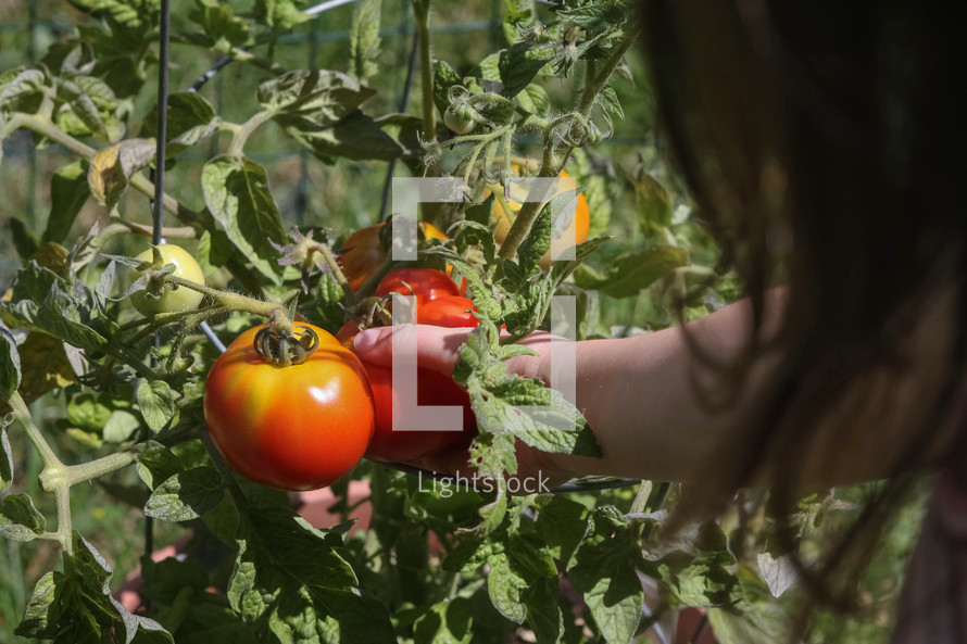 picking tomatoes in a garden 