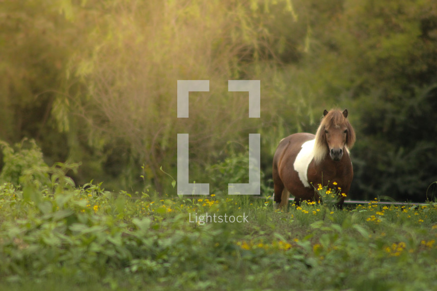 horse in a field of wildflowers 
