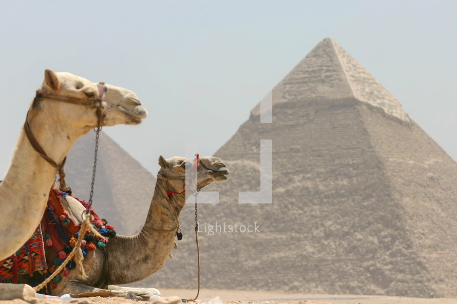  pyramids in Egypt and resting camels 