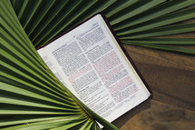 Bible in palm fronds 