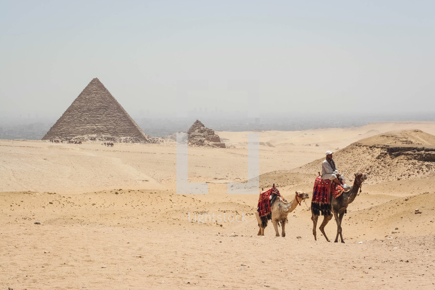  pyramids in Egypt and camels 